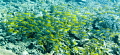   Rabbitfish Attack...and dont know leader. Siganus virgatus Valenciennes1835 Attack!!...and Attack!!and Attack!! leader  
